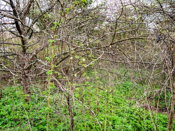 Underbrush Clearing in Vallejo