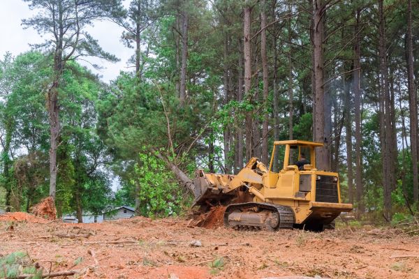 Forest Thinning in Vallejo